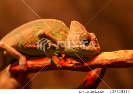 beautiful lizard Chamaeleonidae on a branch 137819513