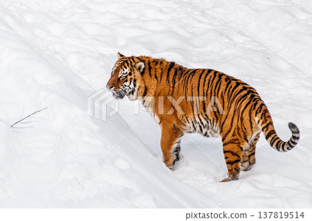 beautiful panthera tigris on a snowy road beautiful panthera tigris on a snowy road 137819514