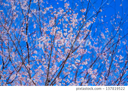 Early-blooming cherry blossoms and a blue sky, heralding the arrival of spring. Early-blooming cherry blossoms and a blue sky, heralding the arrival of spring. 137819522