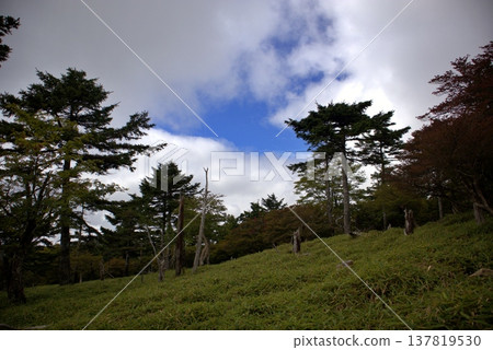 Summer in Odaigahara: Blue skies and the primeval forest of Masakigahara 137819530