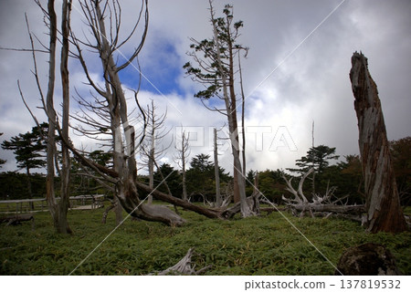 Summer in Odaigahara: Dead trees and the sky in Masakigahara Summer in Odaigahara: Dead trees and the sky in Masakigahara 137819532
