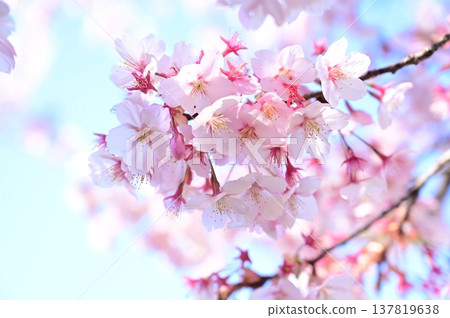 Cherry blossoms against a pale background: Hachitsukazakura (a type of Taiwan cherry blossom) Cherry blossoms against a pale background: Hachitsukazakura (a type of Taiwan cherry blossom) 137819638