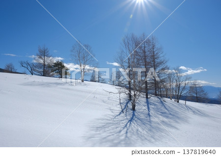 A beautiful winter blue sky, larch trees standing in a snow-covered field, and long shadows stretching across the snow. A beautiful winter blue sky, larch trees standing in a snow-covered field, and long shadows stretching across the snow. 137819640
