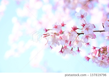 淺色背景上的櫻花:八塚櫻(台灣櫻花的一種) 淺色背景上的櫻花:八塚櫻(台灣櫻花的一種) 137819796