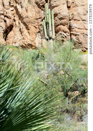Old Saguaro Cactus Sonora desert Arizona Old Saguaro Cactus Sonora desert Arizona 137819979