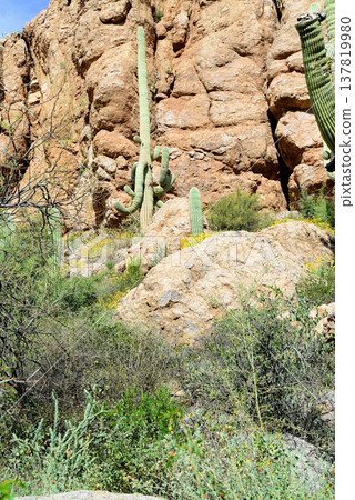 Old Saguaro Cactus Sonora desert Arizona 137819980