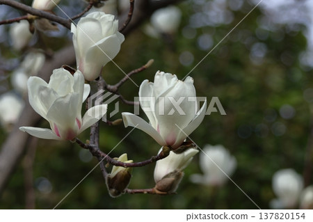 濕潤美麗的花朵 濕潤美麗的花朵 137820154