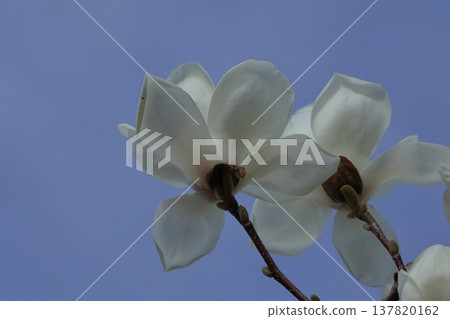 Moist and beautiful flowers 137820162