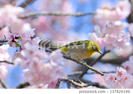 Sakura and mezzo Sakura and mezzo 137820198