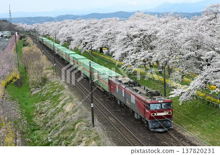 A row of Somei Yoshino cherry trees blooming profusely along the Shiraishi River embankment, and a freight train passing by the "One Thousand Cherry Trees at a Glance" A row of Somei Yoshino cherry trees blooming profusely along the Shiraishi River embankment, and a freight train passing by the "One Thousand Cherry Trees at a Glance" 137820231