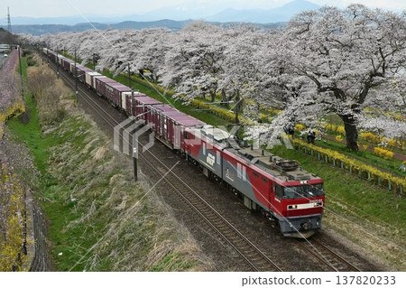 白石川堤岸邊,一排染井吉野櫻花樹競相綻放,一列貨運列車從「千棵櫻花一覽」駛過。 白石川堤岸邊,一排染井吉野櫻花樹競相綻放,一列貨運列車從「千棵櫻花一覽」駛過。 137820233