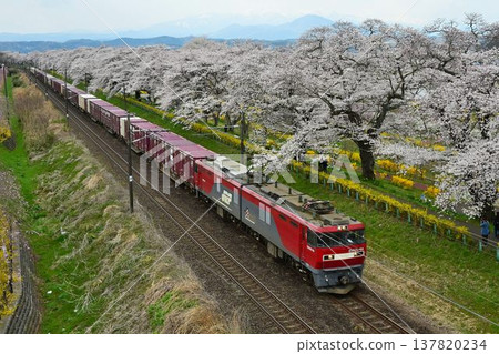 白石川堤岸邊,一排染井吉野櫻花樹競相綻放,一列貨運列車從「千棵櫻花一覽」駛過。 白石川堤岸邊,一排染井吉野櫻花樹競相綻放,一列貨運列車從「千棵櫻花一覽」駛過。 137820234