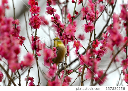 Red plum and white-eye 137820256