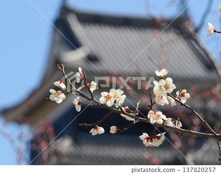 White plum blossoms blooming in front of Matsumoto Castle keep 137820257