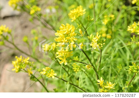 水菜（十字花科）的黃色花朵 137820287