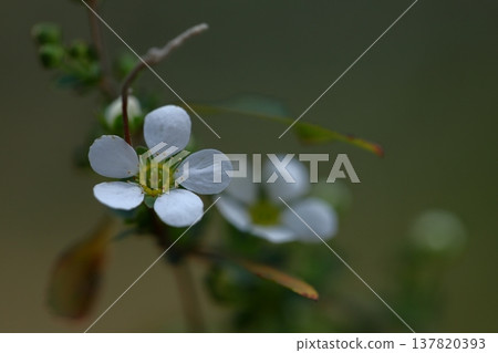 branches draw a curve branches draw a curve 137820393