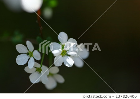 branches draw a curve branches draw a curve 137820400