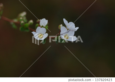 branches draw a curve 137820423