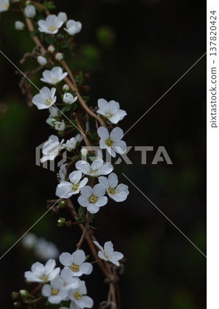 branches draw a curve branches draw a curve 137820424