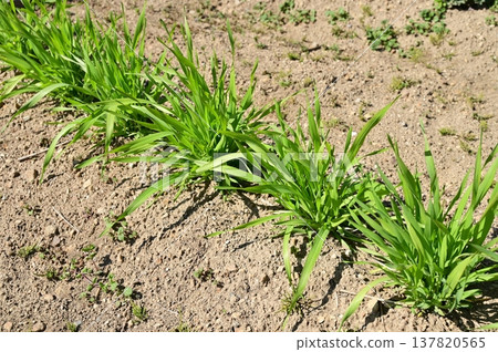 During the cultivation of wheat (grass family) During the cultivation of wheat (grass family) 137820565