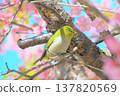 一隻繡眼鳥棲息在櫻花樹枝上撒尿。 137820569