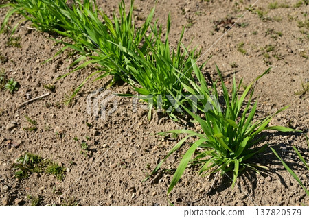 在小麥(禾本科)種植過程中 在小麥(禾本科)種植過程中 137820579