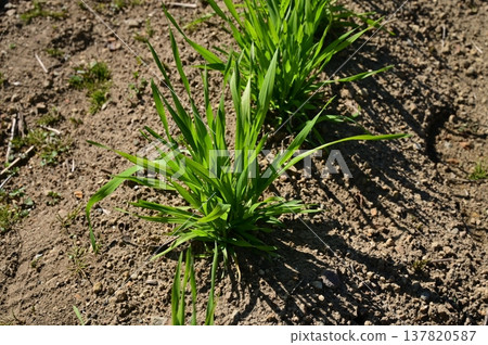 在小麥(禾本科)種植過程中 在小麥(禾本科)種植過程中 137820587