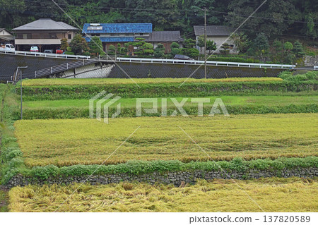 The beautiful rural landscape of Uchiko town, with its terraced rice fields spreading across the slopes and traditional stone walls. The beautiful rural landscape of Uchiko town, with its terraced rice fields spreading across the slopes and traditional stone walls. 137820589