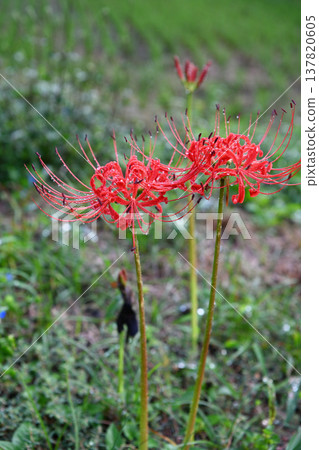 A quiet autumn scene in the countryside, adorned with bright red spider lilies blooming proudly, glistening with morning dew after the rain. A quiet autumn scene in the countryside, adorned with bright red spider lilies blooming proudly, glistening with morning dew after the rain. 137820605