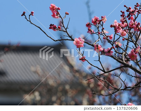 Red plum blossoms in Matsumoto Castle Park Red plum blossoms in Matsumoto Castle Park 137820606