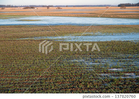 Ice melting in spring causes floods in farming fields by river Ice melting in spring causes floods in farming fields by river 137820760