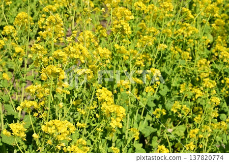 油菜花田(十字花科) 油菜花田(十字花科) 137820774