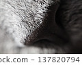 Extreme Macro Close-Up of a Grey Cat's Nose and Detailed Fur Texture 137820794