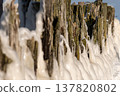 Wooden posts along the shore covered in white foam from the waves in winter light 137820802