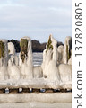 Ice covers wooden posts at a lakeshore during winter in early morning light 137820805
