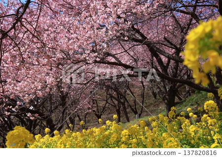 Blooms in bright pink Blooms in bright pink 137820816