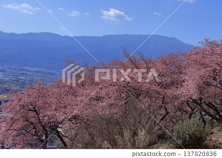 Blooms in bright pink Blooms in bright pink 137820836