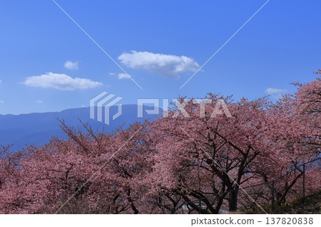 綻放明亮的粉紅色 137820838