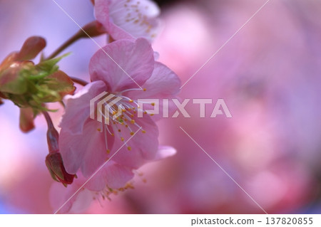 Blooms in bright pink Blooms in bright pink 137820855