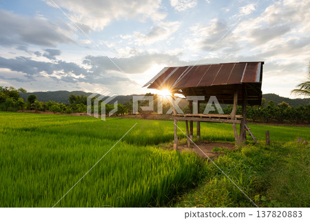 Countryside Rice Field Landscape Countryside Rice Field Landscape 137820883