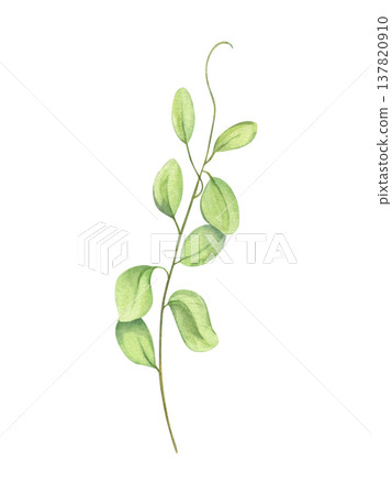 Vine shoots sprout watercolor illustration on isolated background. Hand drawn climbing plant or bindweed floral element for botanical themes, wedding invitations, poster, label 137820910