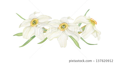 Daffodil watercolor garland on isolated background. Spring three white narcissus flowers with leaves. Floral illustration for greeting card design, wedding invitation, print Daffodil watercolor garland on isolated background. Spring three white narcissus flowers with leaves. Floral illustration for greeting card design, wedding invitation, print 137820912
