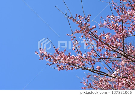 櫻花在藍天的映襯下開始綻放。 137821066