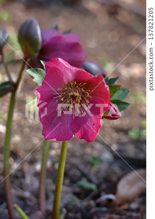 Winter lady Winter lady 137821205