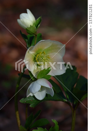 Winter lady Winter lady 137821281