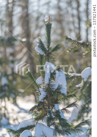 Solitary sapling backlit by sunlight, snowladen branches glow against blurred trunks, composition evokes resilience and quiet optimism, vertical frame ideal for editorial use Solitary sapling backlit by sunlight, snowladen branches glow against blurred trunks, composition evokes resilience and quiet optimism, vertical frame ideal for editorial use 137821441