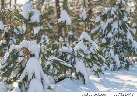 Frozen woodland view. Snowladen forest with towering trees creates peaceful winter scenery. Serene winter forest scene with towering trees and shimmering snowcovered ground 137821448