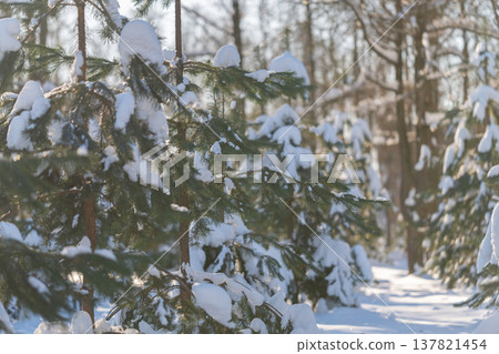 Snow covered forest path with sunlight, long dappled shadows across fresh powder, pine trunks lining serene trail, calm outdoor wellness scene for mindful walking and nature escape Snow covered forest path with sunlight, long dappled shadows across fresh powder, pine trunks lining serene trail, calm outdoor wellness scene for mindful walking and nature escape 137821454