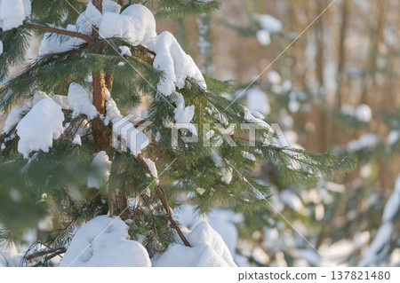 Frozen nature scene emphasizing peaceful winter outdoor environment. Calm winter setting capturing snowdusted foliage and gentle snowfall textures across outdoor scenery 137821480