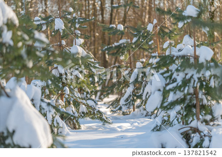 Sunshine illuminates winter forest path. Luminous snowcovered route through dense evergreen woods. Radiant snow path weaving through towering evergreen trees naturally illuminated Sunshine illuminates winter forest path. Luminous snowcovered route through dense evergreen woods. Radiant snow path weaving through towering evergreen trees naturally illuminated 137821542